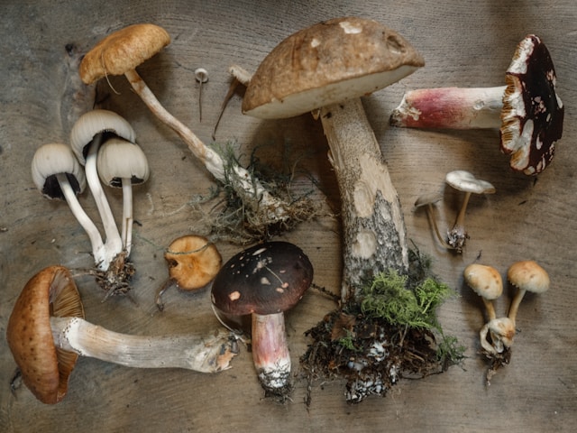 Foraged Foods